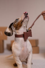 Collar Milan Rose