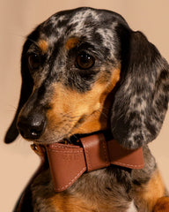 Bowtie Verona Rose