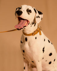 Collar Milan Beige